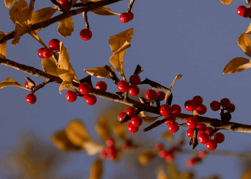 Reliable fruit begins with the right male-and-female pairing