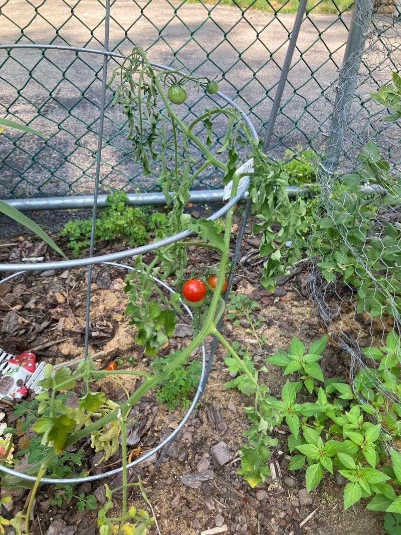 Relocate Sensitive Tomatoes When the Evidence Fits Relocate Sensitive Tomatoes When the Evidence Fits