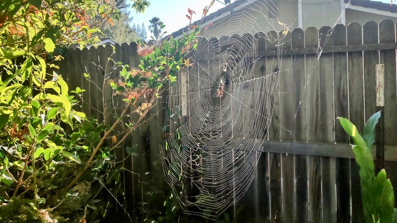 Relocate a Spider When Its Web Creates a Safety or Access Problem