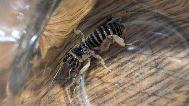 Relocate an Unwanted Cricket Without Touching It Relocate an Unwanted Cricket Without Touching It