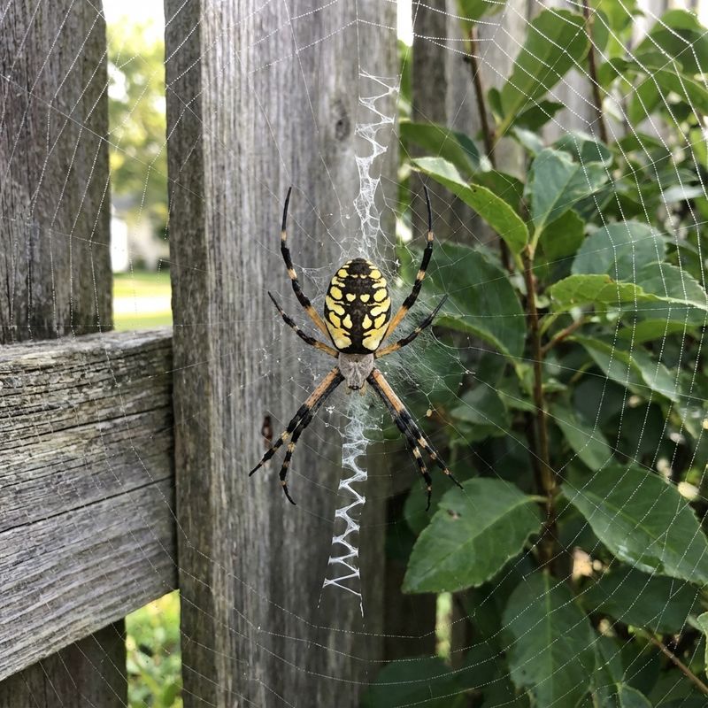 Relocate an inconvenient orb web without handling an unknown spider