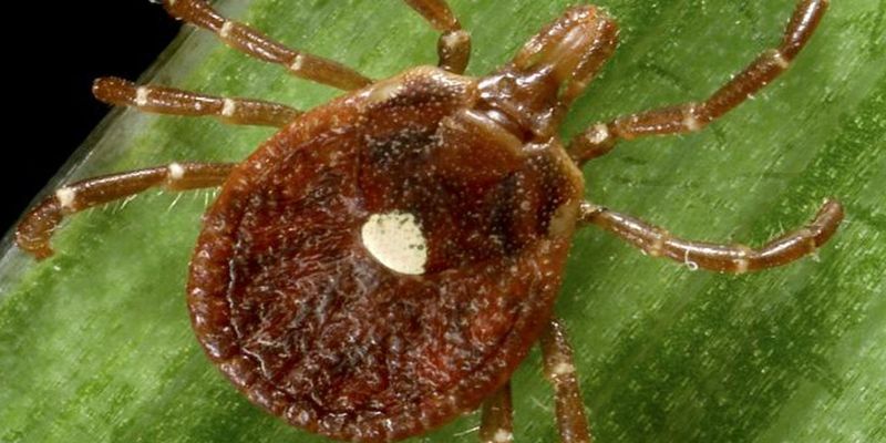 Removal may change one habitat feature, but it cannot guarantee a safer yard