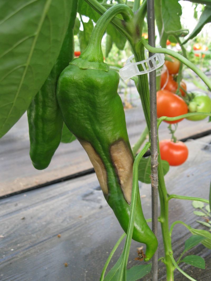 Remove Affected Peppers and Protect Their Roots