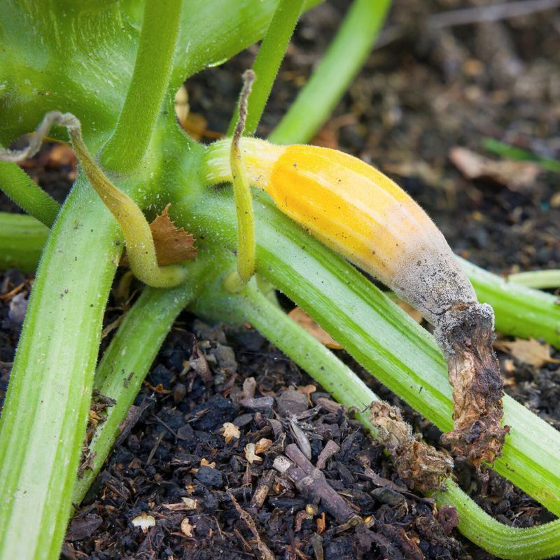 Remove Blossom-End-Rot Fruit; Remove Wet Rot to Limit Spread