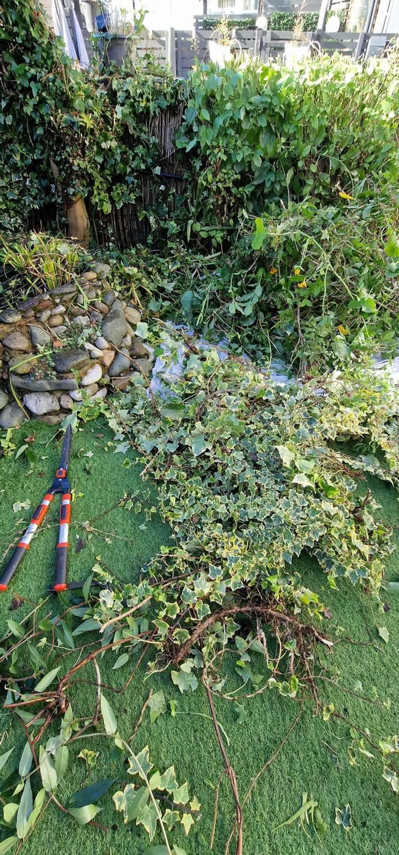 Remove Established Ivy at the Roots