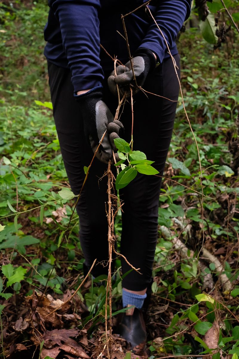 Remove Japanese honeysuckle with a follow-up plan