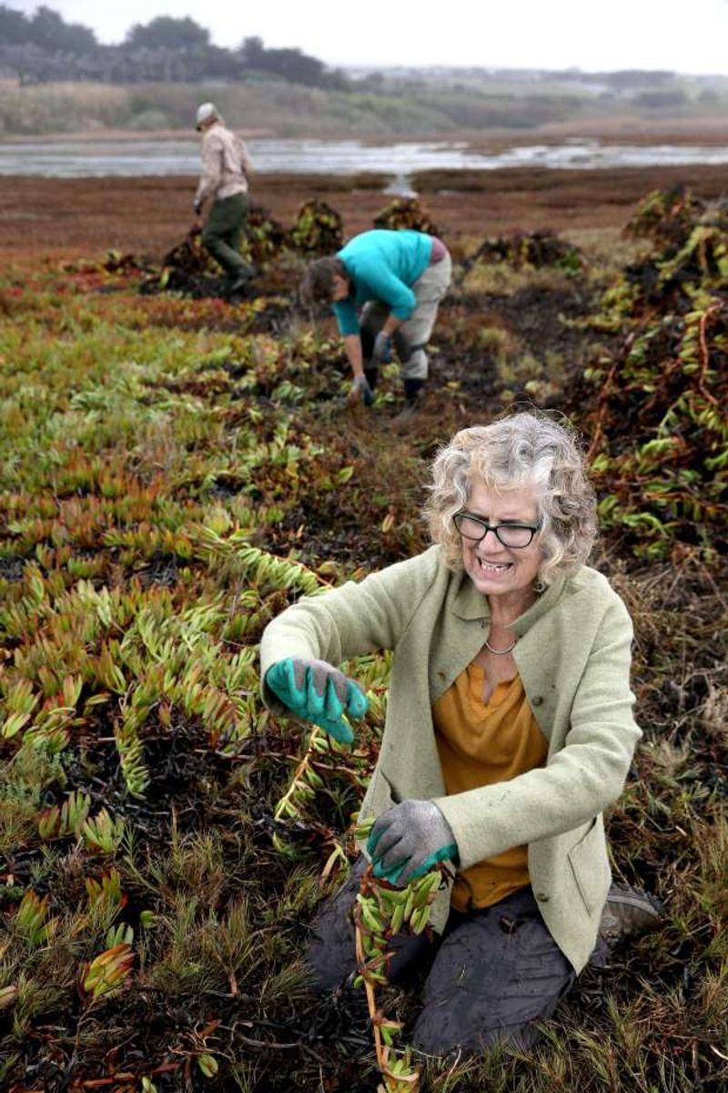 Remove Small Infestations Carefully and Dispose of Cuttings Properly