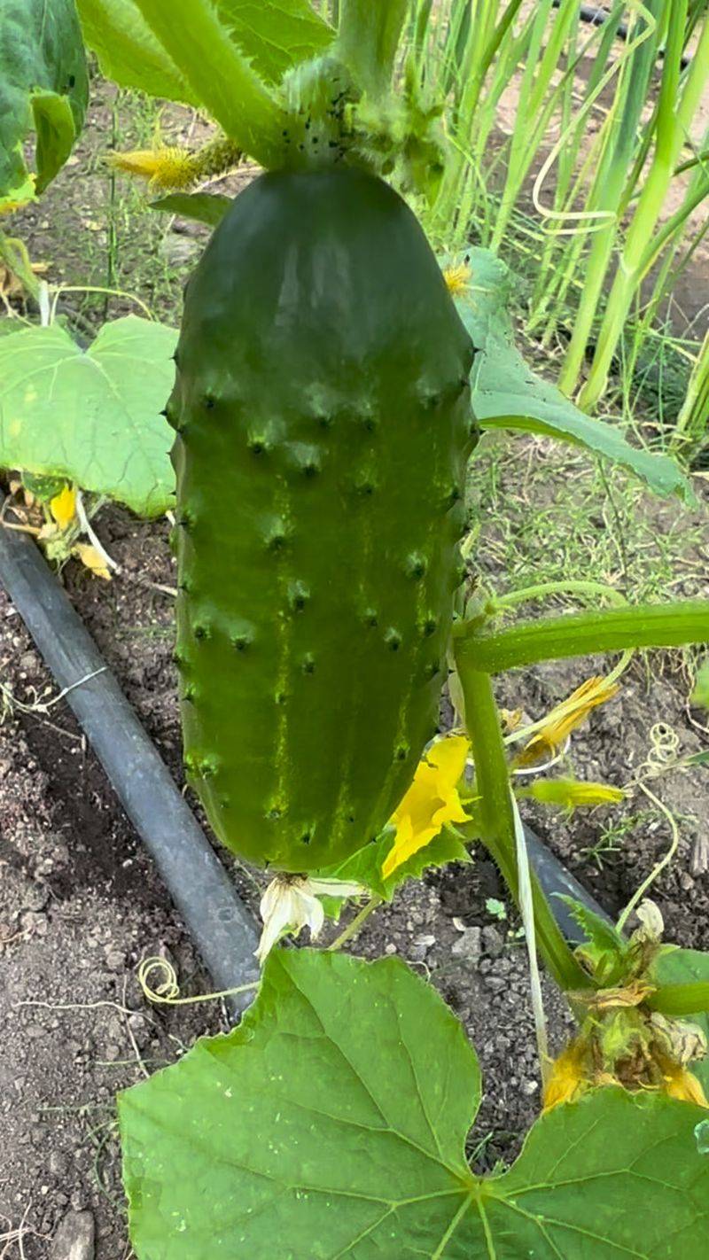 Remove Stalled Fruit and Judge the Next Growth Remove Stalled Fruit and Judge the Next Growth