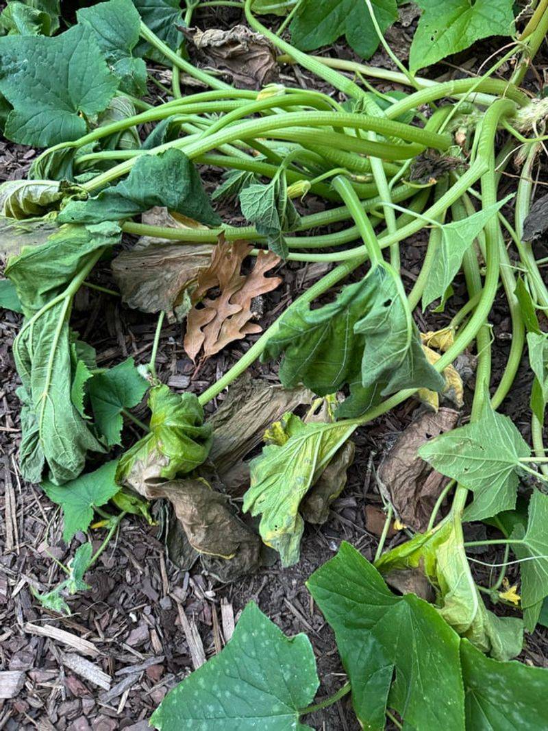 Remove a failing plant instead of spraying it Remove a failing plant instead of spraying it