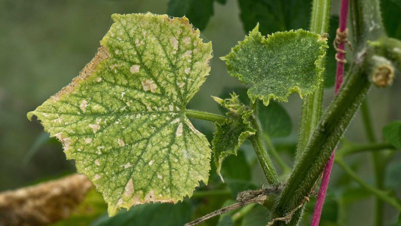 Remove a likely infected vine instead of trying to spray it healthy