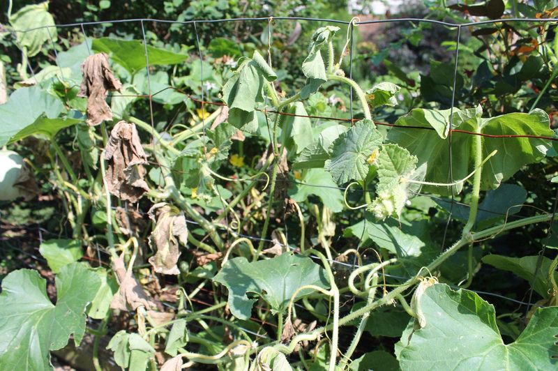 Remove a strongly suspected infected plant promptly
