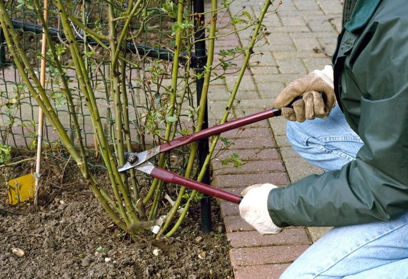 Remove about one-third and clear crowded wood