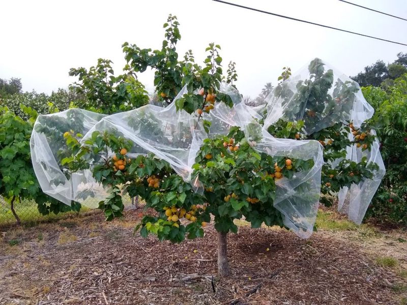 Remove attractants and protect fruit without feeding crows