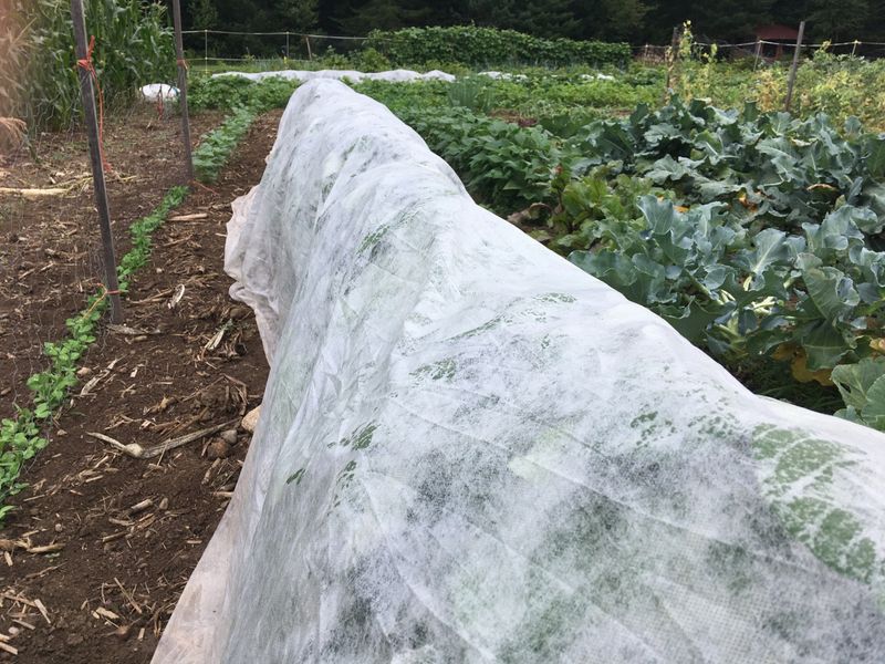 Remove barriers that block pollinators