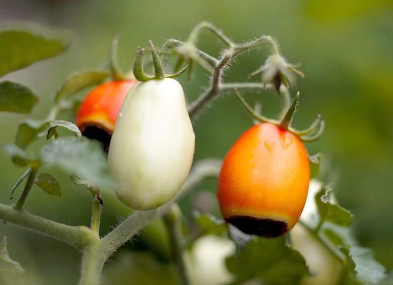 Remove collapsed fruit, but aim your rescue at the next tomatoes