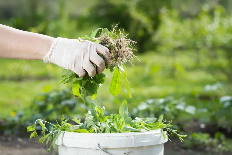 Remove detached stems from the site