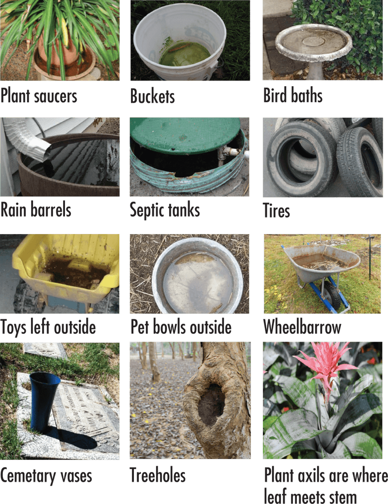 Remove every unintended breeding site around the home