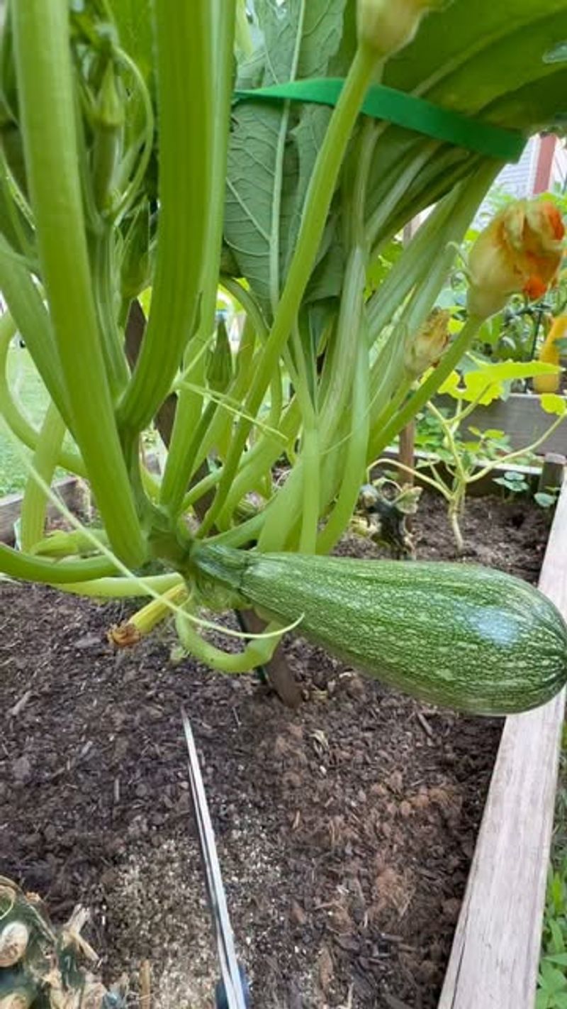 Remove failed fruit and stabilize plant care