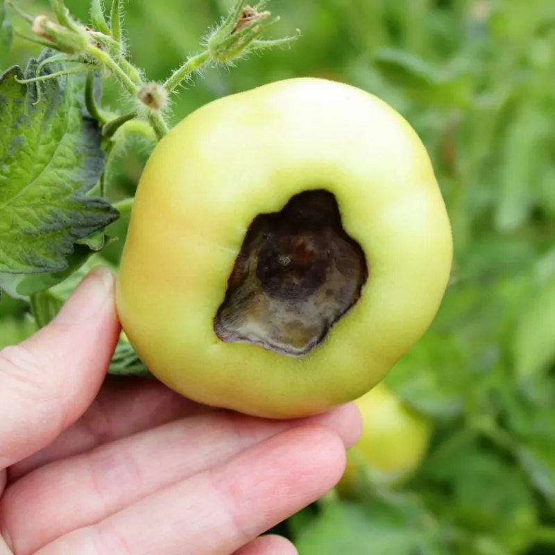 Remove fruit with established damage