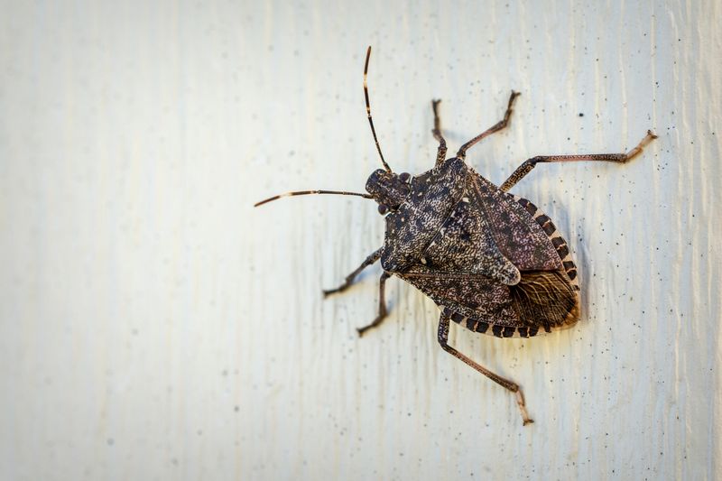 Remove indoor bugs without making the odor worse Remove indoor bugs without making the odor worse
