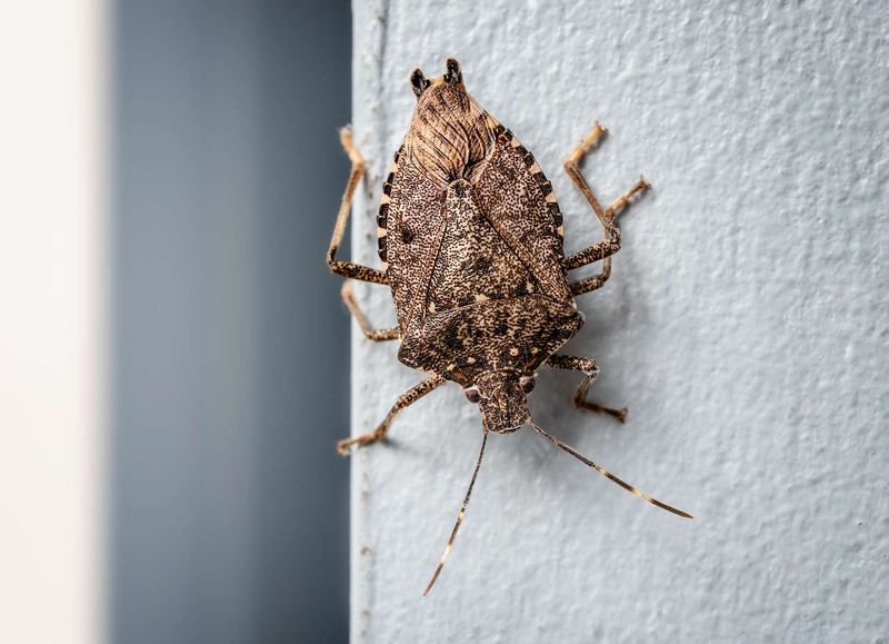 Remove indoor bugs without spreading the odor