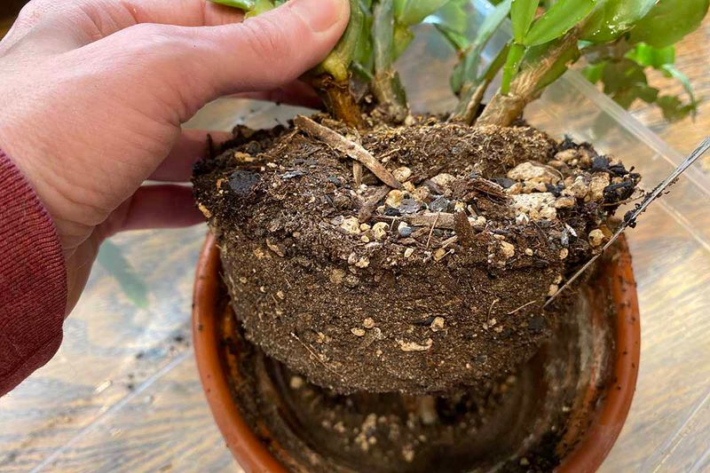 Remove limited rot and repot only when needed