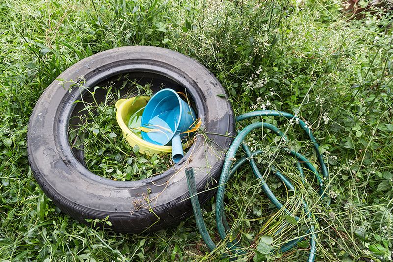 Remove mosquito breeding sites before you count on wildlife