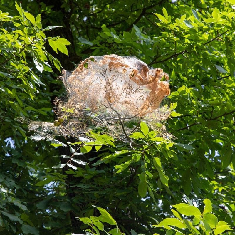 Remove or disrupt an accessible nest when control is warranted