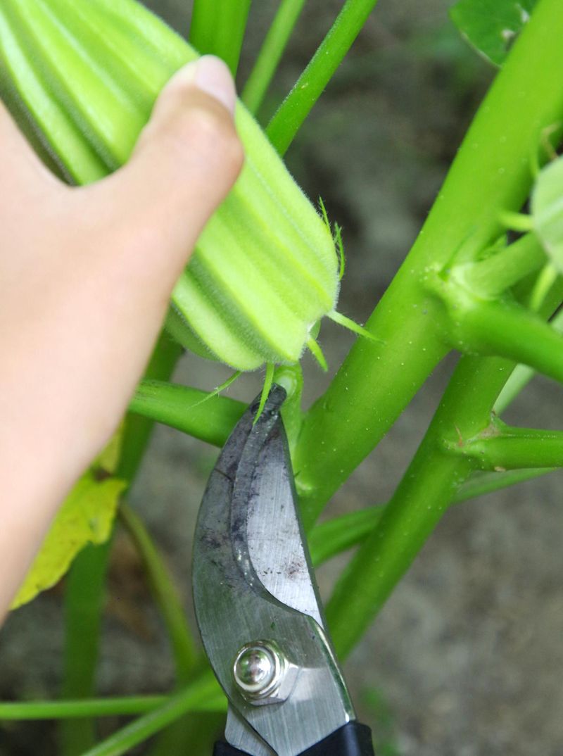 Remove over-mature pods to protect future production