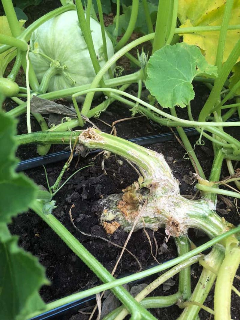 Remove plants that cannot reasonably recover Remove plants that cannot reasonably recover