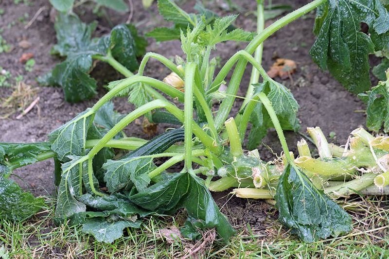 Remove plants that have passed the point of recovery