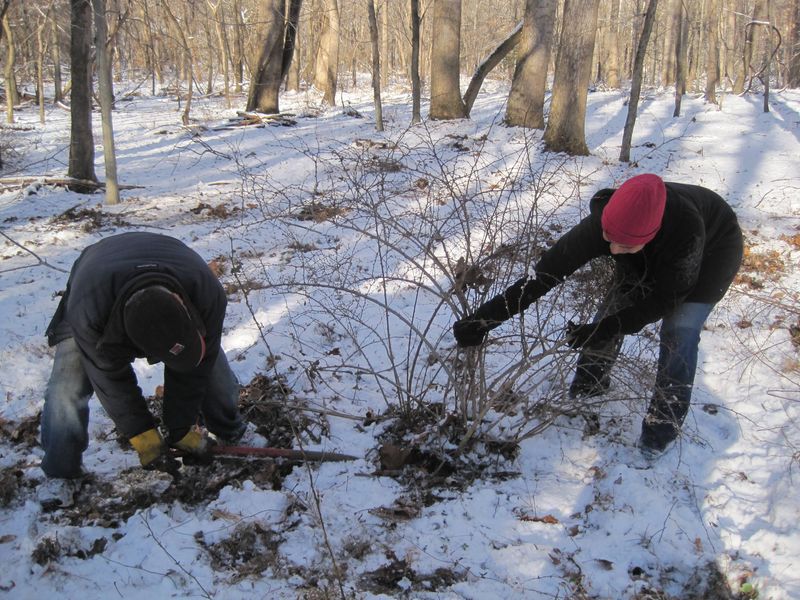Remove small plants by the root crown