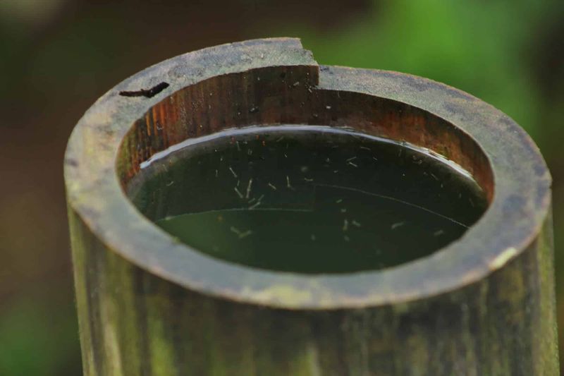 Remove standing water for dependable mosquito reduction