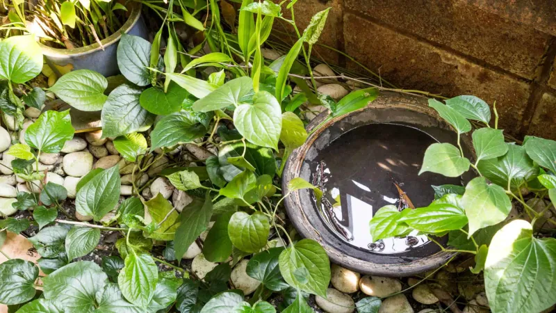 Remove standing water to reduce mosquito production