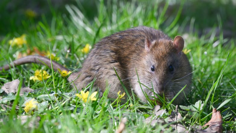 Remove the Food, Water, and Cover That Sustain Rat Activity