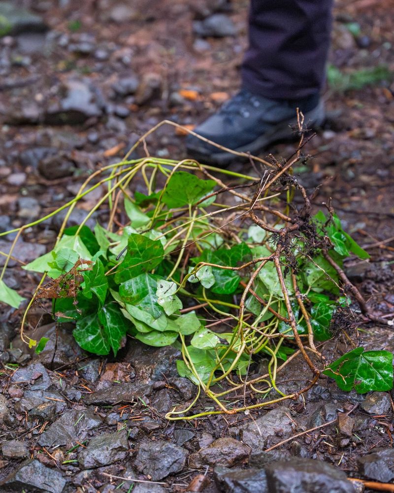Remove the Ivy Instead of Relocating It