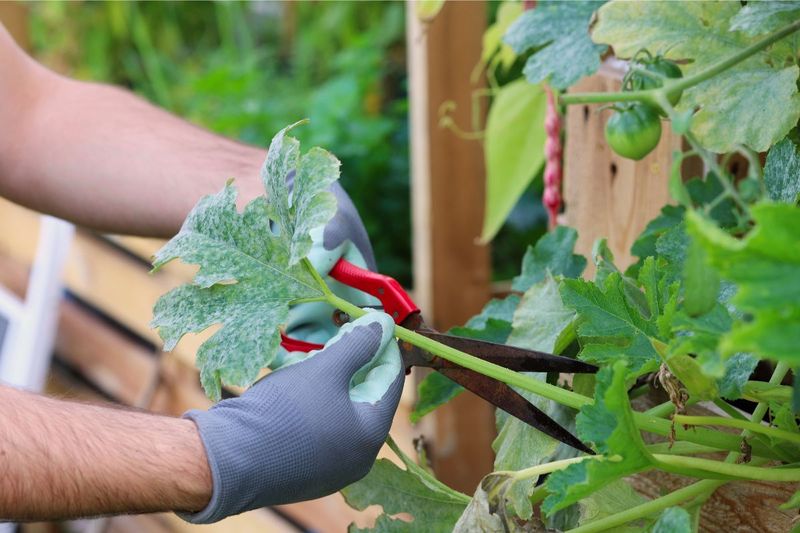 Remove the Worst Leaves and Open the Canopy Remove the Worst Leaves and Open the Canopy