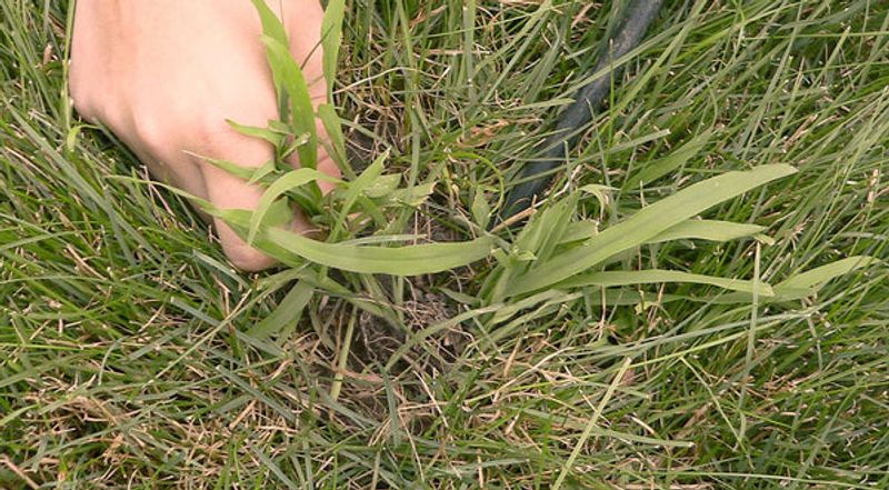 Remove the crabgrass that is already growing Remove the crabgrass that is already growing