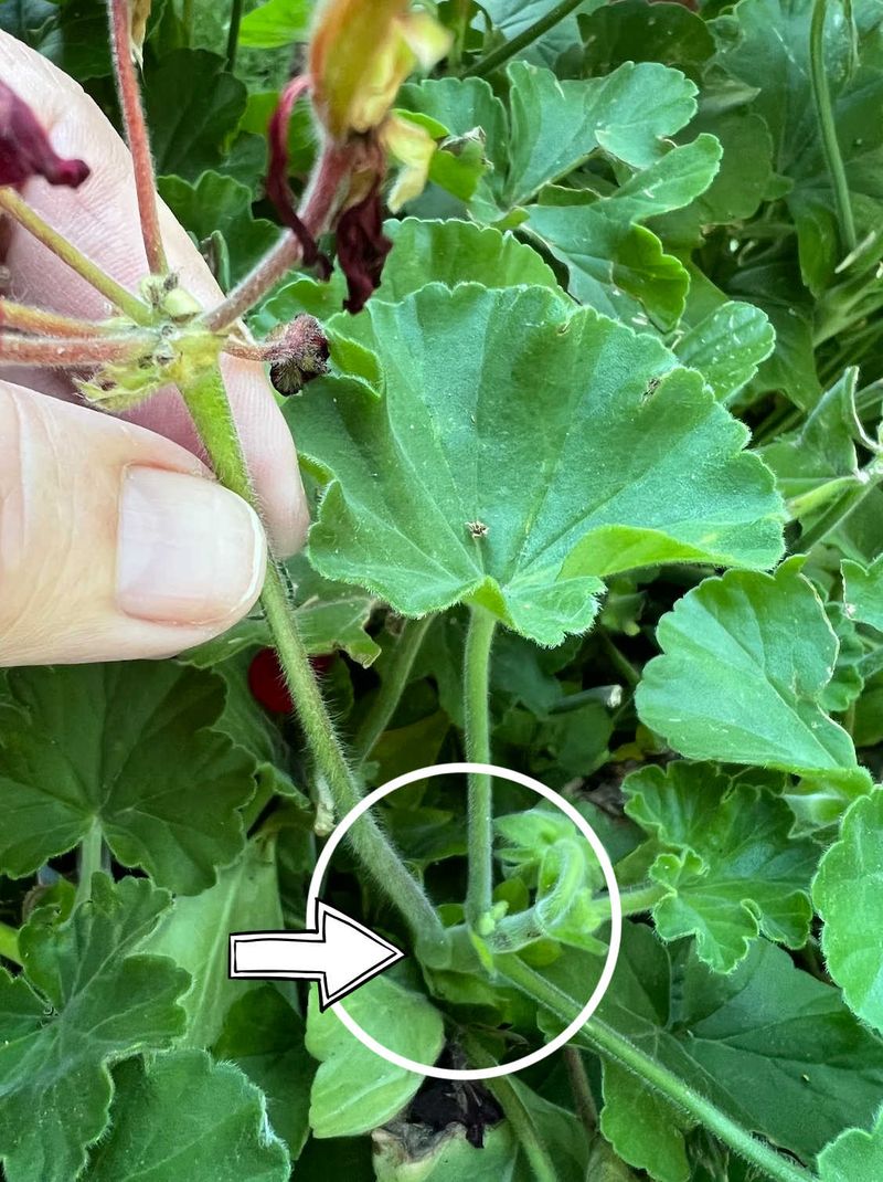 Remove the entire flower stalk, not only the petals