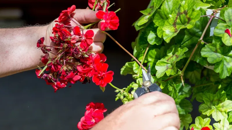 Remove the entire spent flower stalk