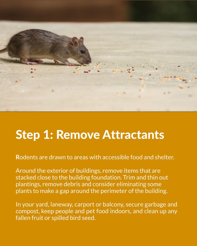Remove the food and shelter that keep rats near the door Remove the food and shelter that keep rats near the door