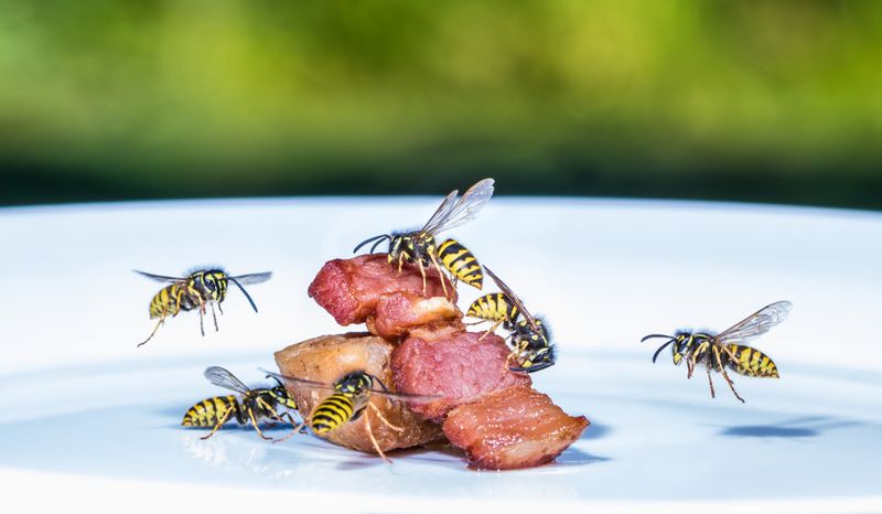 Remove the food sources that keep wasps around