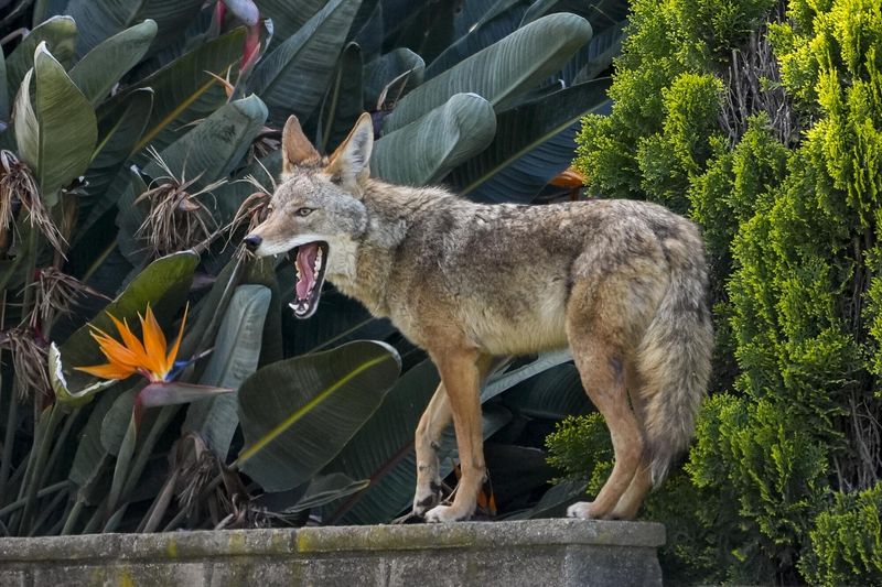 Remove the reward, not the wildlife Remove the reward, not the wildlife