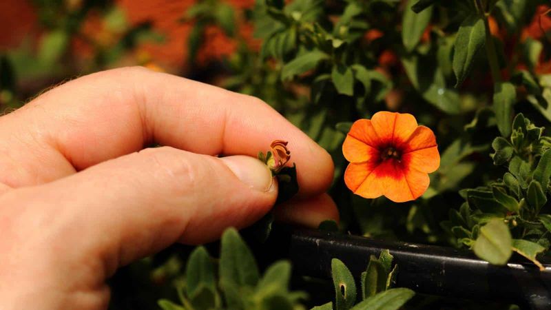 Remove the spent flower and the seed structure beneath it