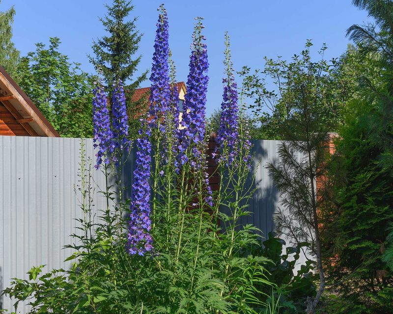 Remove the spent flower spike first Remove the spent flower spike first