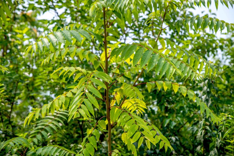Remove tree-of-heaven without triggering new growth