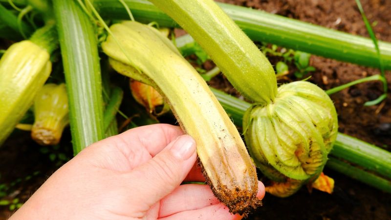 Remove unrecoverable fruit and keep new flowers drier