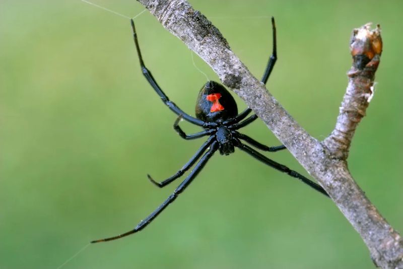 Remove webs when location or safety calls for it