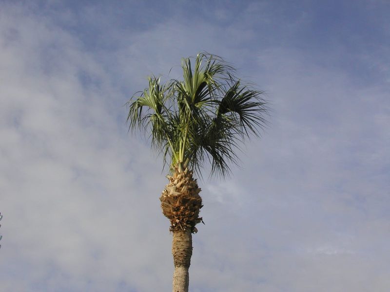 Removing Green Fronds for a Cleaner Look