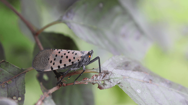 Removing one preferred host is not a spotted-lanternfly cure